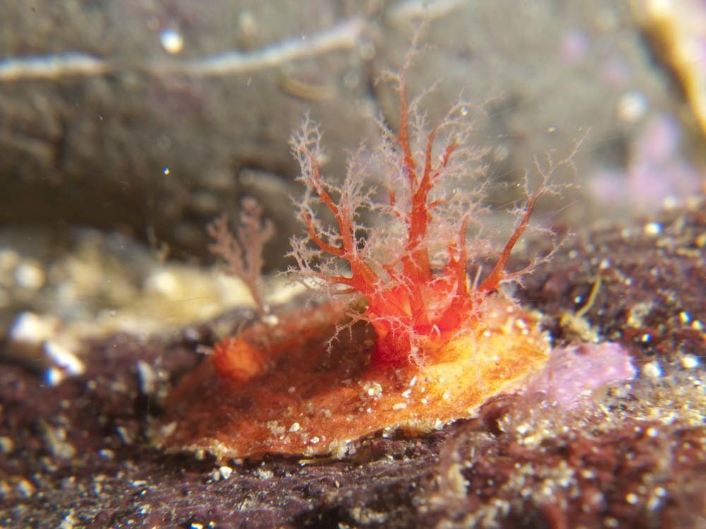 Armored Sea Cucumber (Echinoderms of the North Eastern Pacific (Alaska