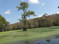 Iridopsis pergracilis