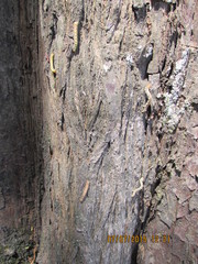 Iridopsis pergracilis