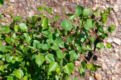 Pyrus bourgaeana