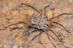 Ortholasma rugosum
