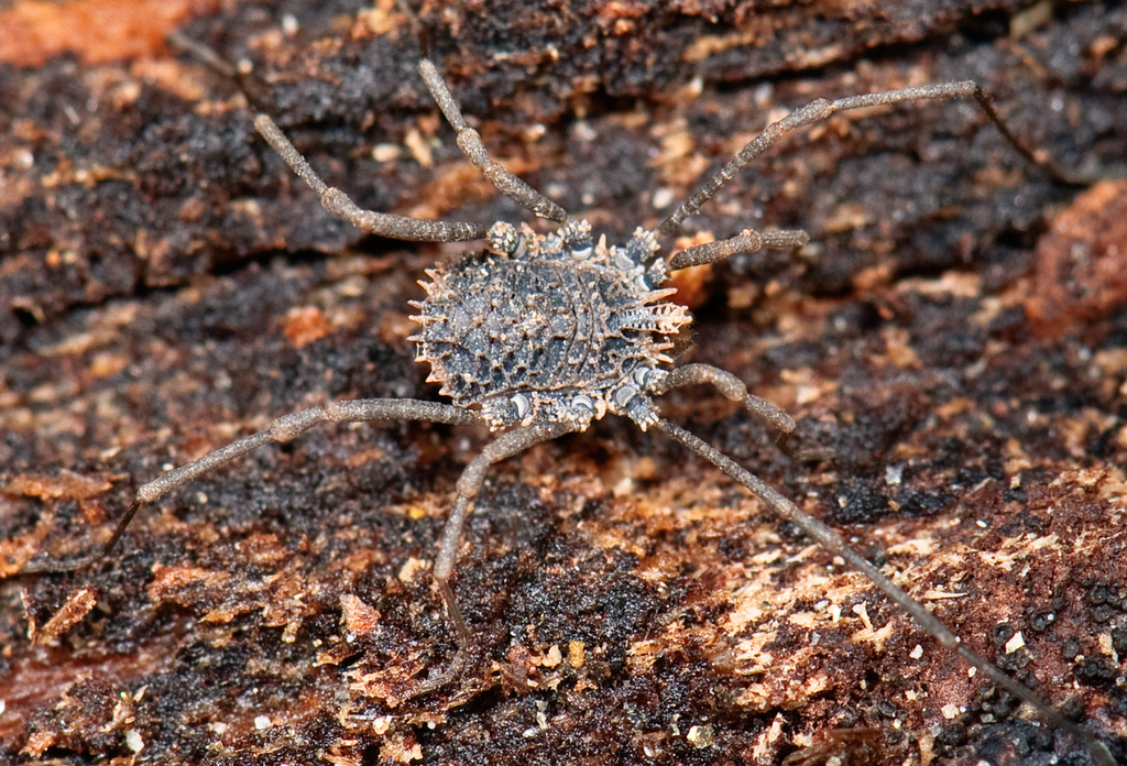 Ortholasma levipes