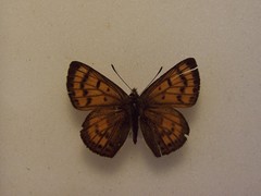 Lycaena edna