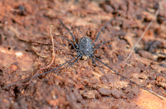 Dendrolasma mirabile