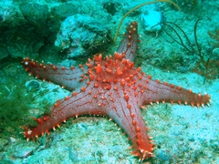 Pentaceraster alveolatus