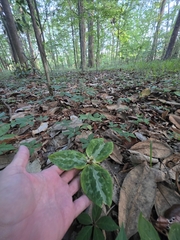 Trillium underwoodii