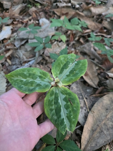 Trillium underwoodii, photograph 2