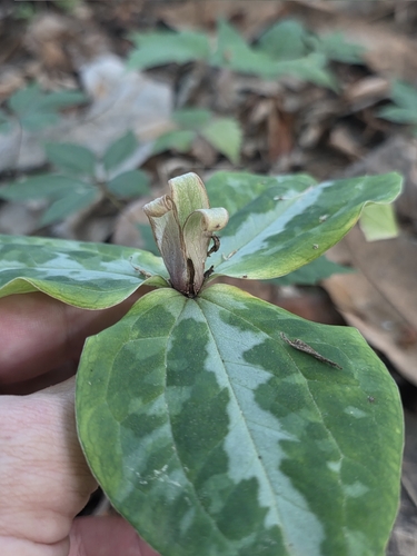 Trillium underwoodii, photograph 3