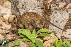 Arvicanthis niloticus