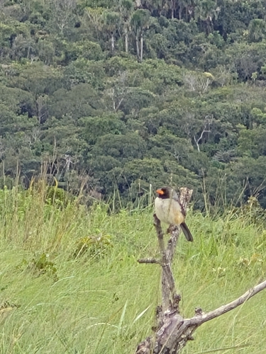 Black-throated Saltator (Saltatricula atricollis), photo 4