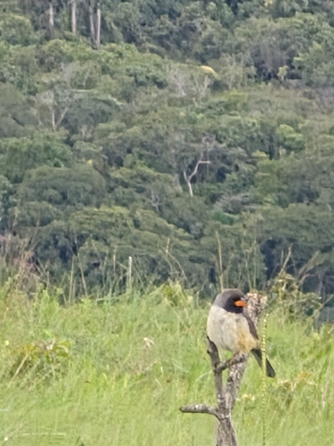 Black-throated Saltator (Saltatricula atricollis), photo 5