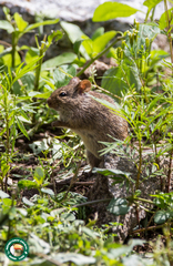 Arvicanthis niloticus