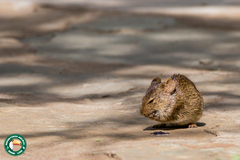 Arvicanthis niloticus