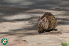 Arvicanthis niloticus