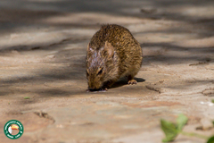 Arvicanthis niloticus