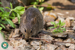 Arvicanthis niloticus