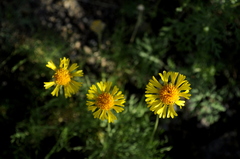 Gaillardia megapotamica