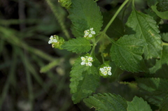 (c) cactusauria, some rights reserved (CC BY) Lantana grisebachii, photograph (c) cactusauria, some rights reserved (CC BY)