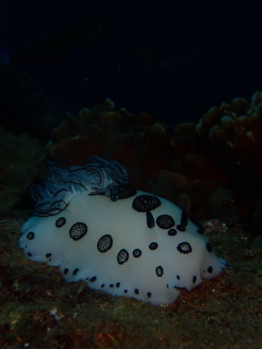 Jorunna funebris