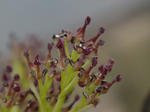 Paprastasis uosis nuotrauka