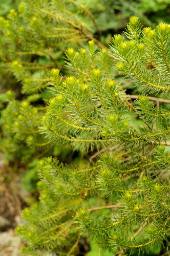 Baccharis aliena, photograph 4