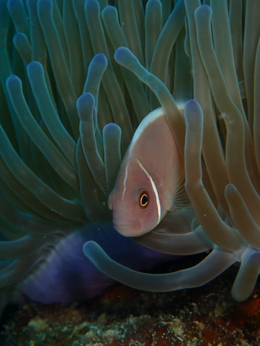 Amphiprion perideraion