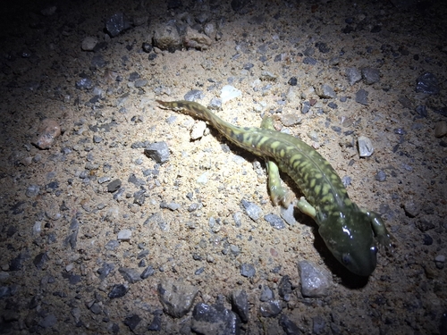 Western Tiger Salamander observed by georgezimmer