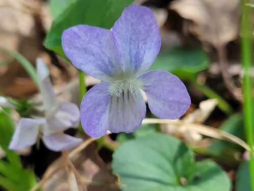 Viola walteri, photograph 6