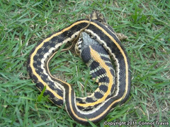 Thamnophis cyrtopsis ocellatus