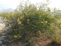 Erythrostemon mexicanus