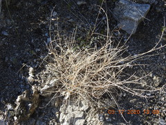 Astragalus tricarinatus