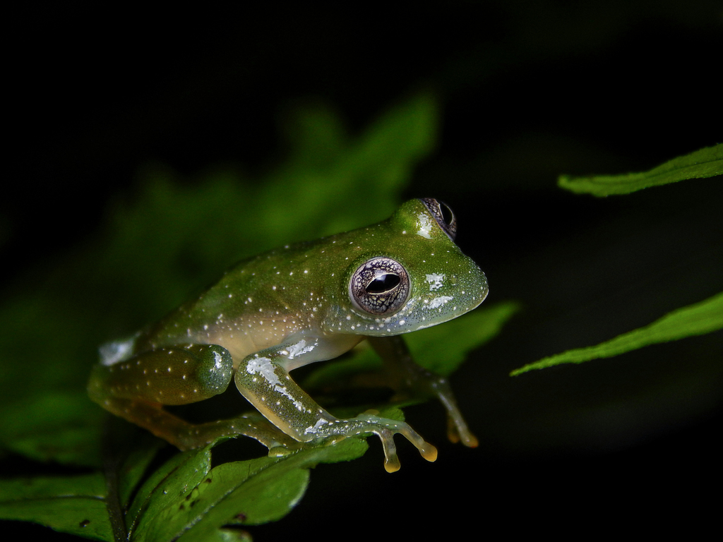 Chiriqui Glass Frog