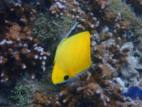 Forcepsfish