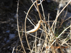 Astragalus tricarinatus