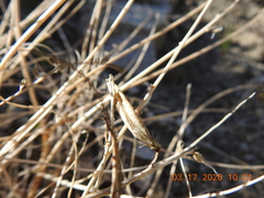 Astragalus tricarinatus