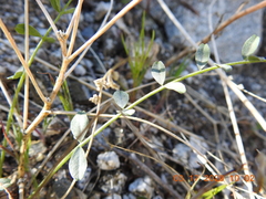 Astragalus tricarinatus