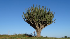 Pachycereus pecten-aboriginum