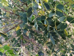 Erythrostemon mexicanus