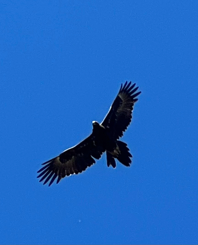Mainland Wedge-tailed Eagle