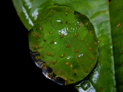 Teratohyla pulverata