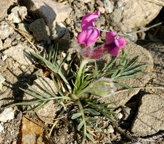 Oxytropis stenofoliola