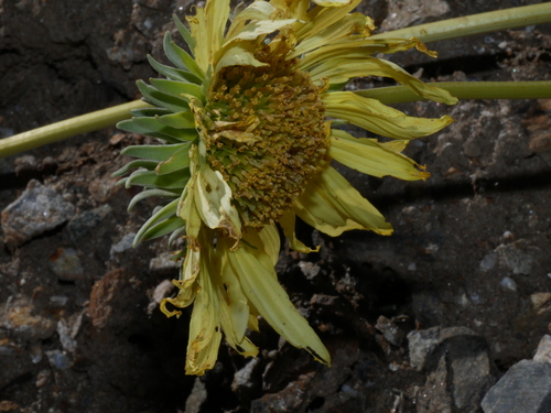 Enceliopsis covillei observed 2026-04-14