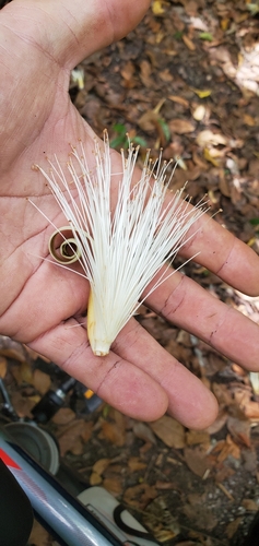 Pseudobombax ellipticum image