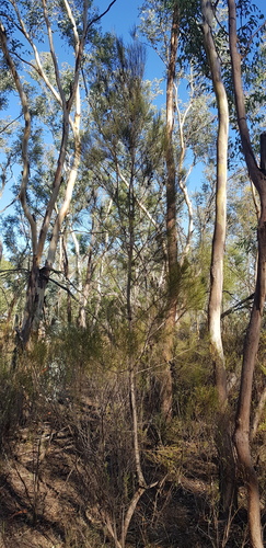 Allocasuarina gymnanthera