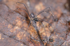 Nipponopsalis yezoensis