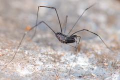 Nipponopsalis abei abei