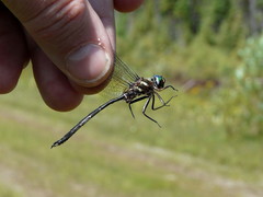 Somatochlora forcipata