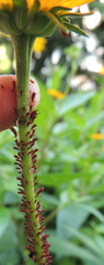 Uroleucon obscuricaudatum