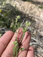 Cryptantha recurvata