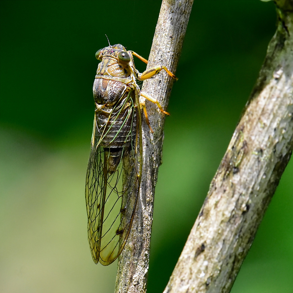 Babinda Bunyip